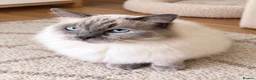 Ragdoll cats for sale: A fabulous natured GCCF Ragdoll boy - Advert 1