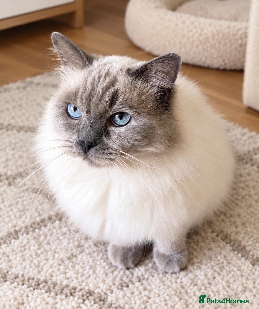 Ragdoll cats for sale: A fabulous natured GCCF Ragdoll boy - Advert 1