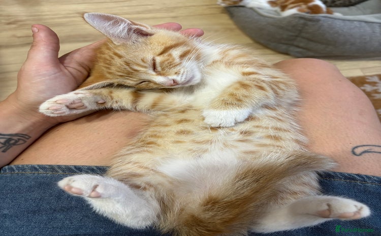 Mixed Breed cats - Advert 16