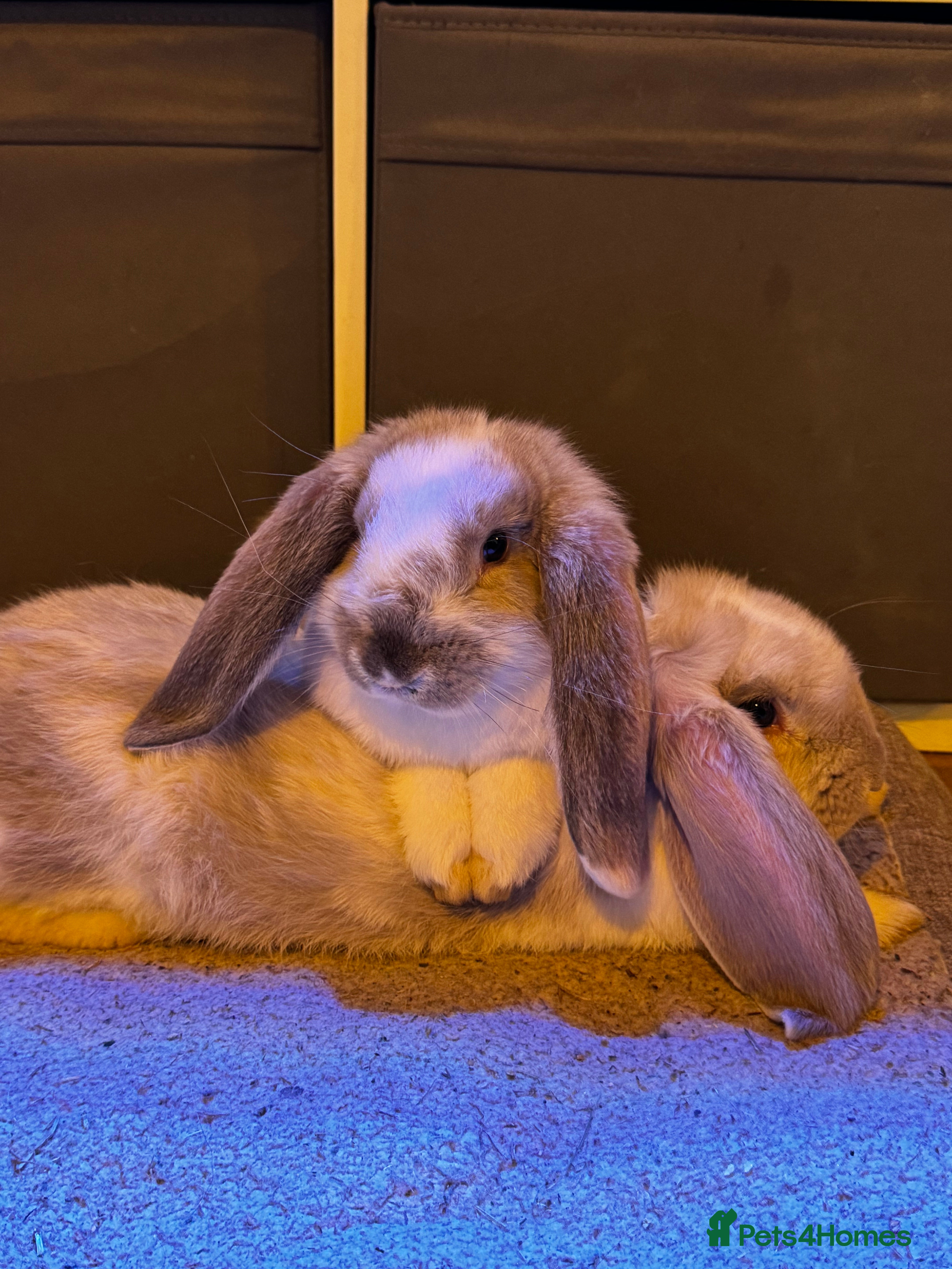 French Lop rabbits 🩵 Ready to go 2 boys left French lop kits 🩵 - Advert 4