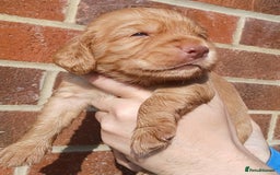 Cocker Spaniel dogs for sale: 3Beautiful show type cocker spaniels 💕♥️ 💙💕 - Image 23