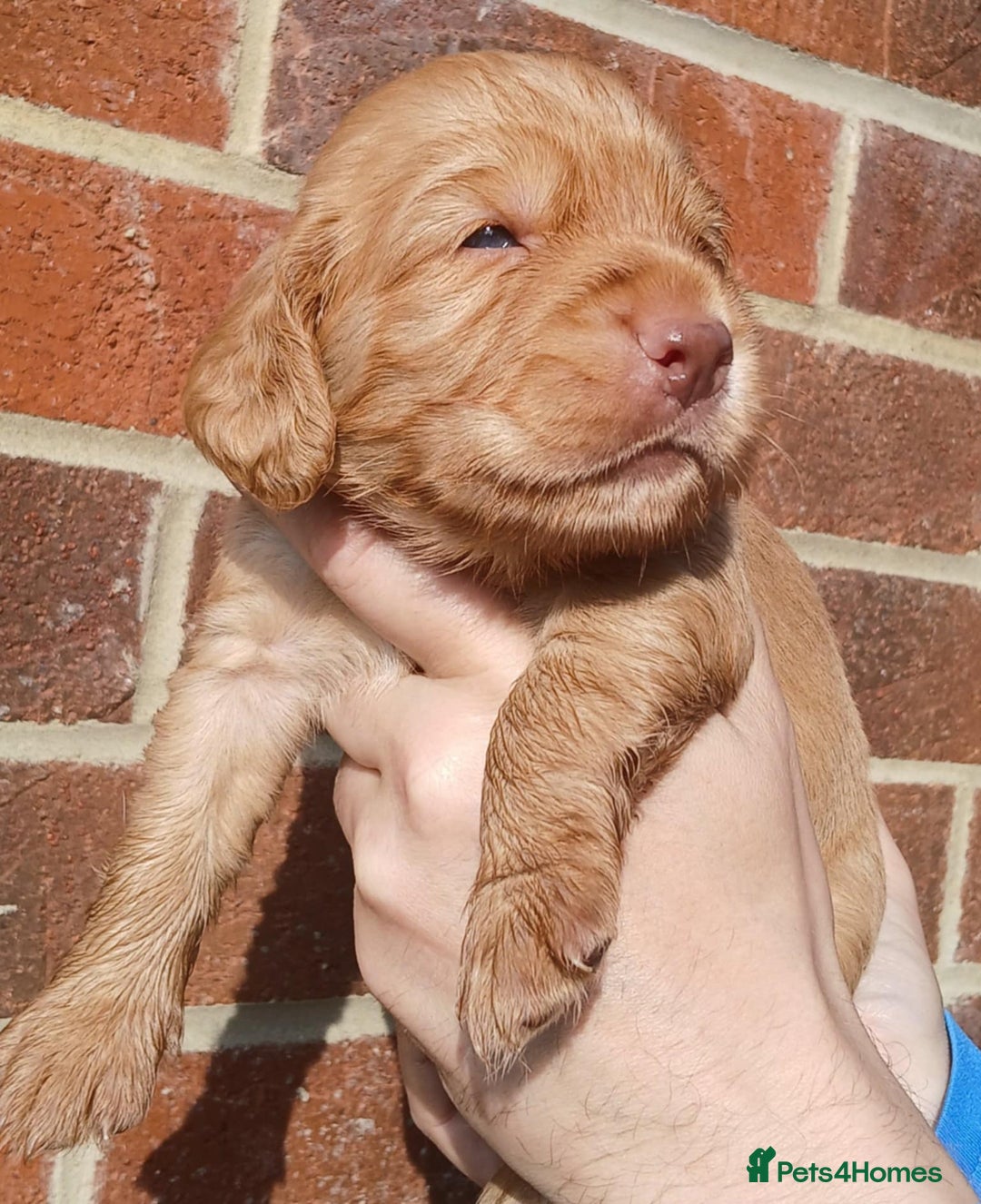 Cocker Spaniel dogs for sale: 3Beautiful show type cocker spaniels 💕♥️ 💙💕 - Image 23