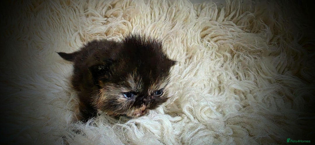 Persian cats for sale: Beautiful and Rare Purebred Persian Kittens - Image 5