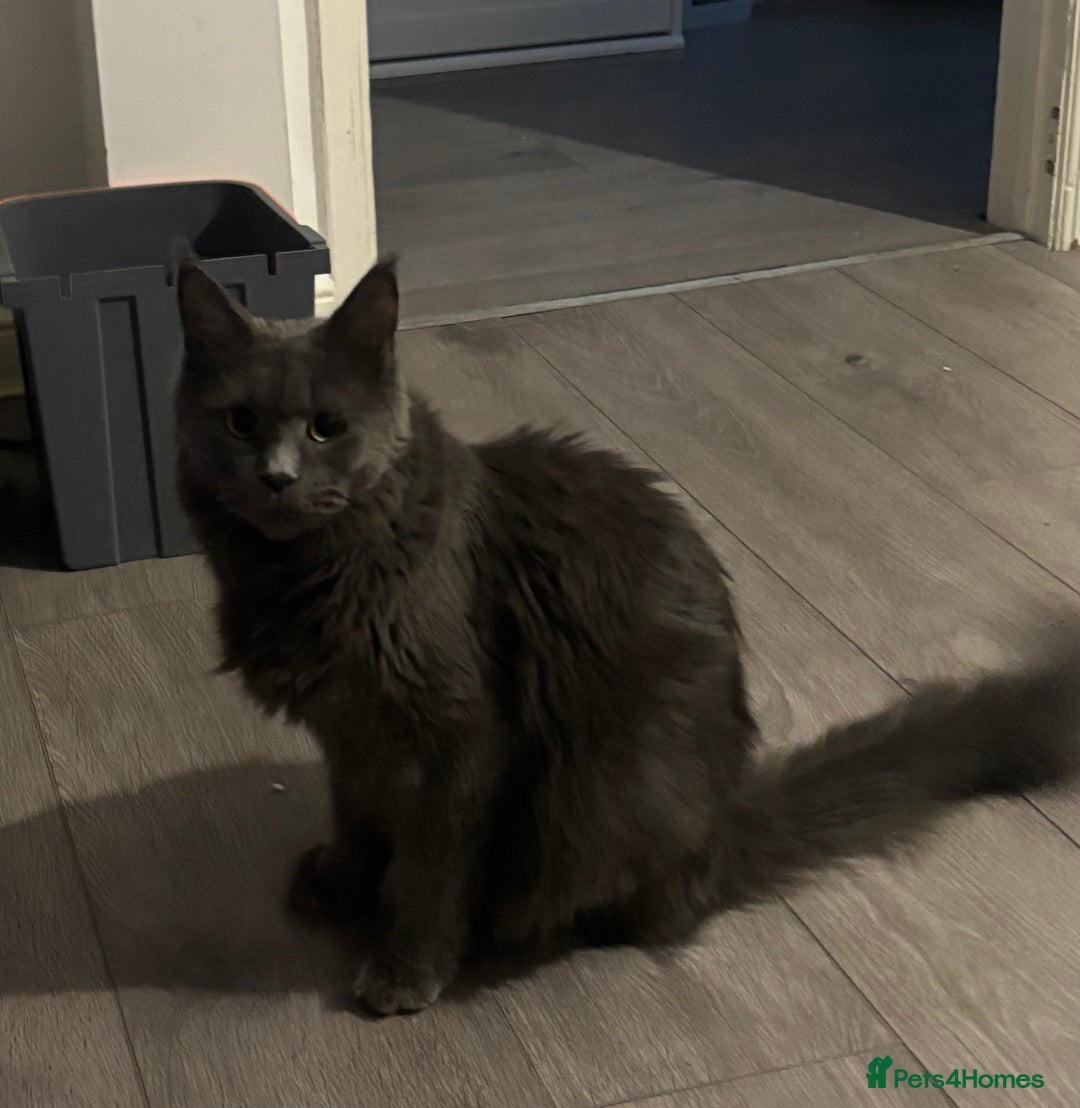 Maine Coon cats for sale: Last litter registered Maine coon kittens  - Advert 4