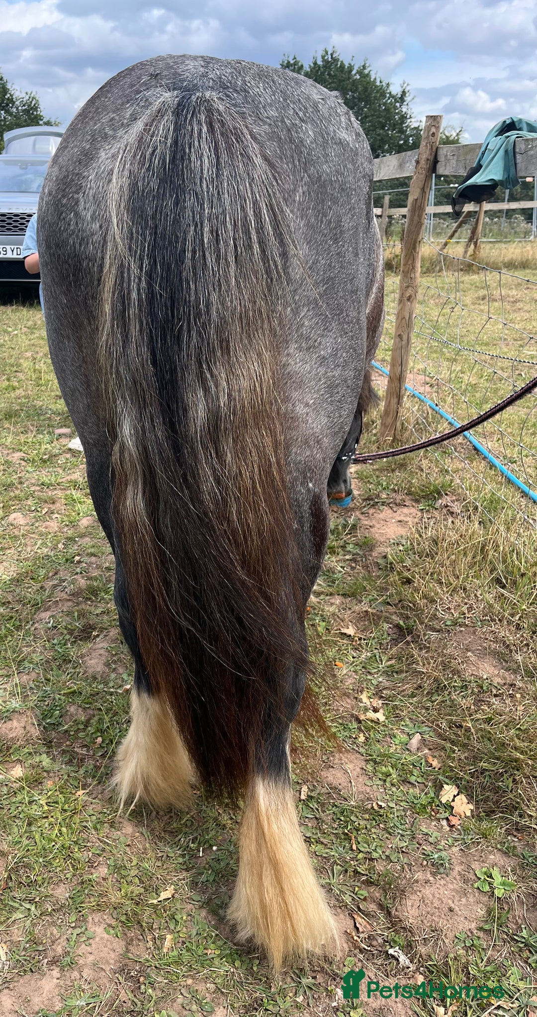 Irish Cob horses for sale: Luna 2 year old mare  - Image 5