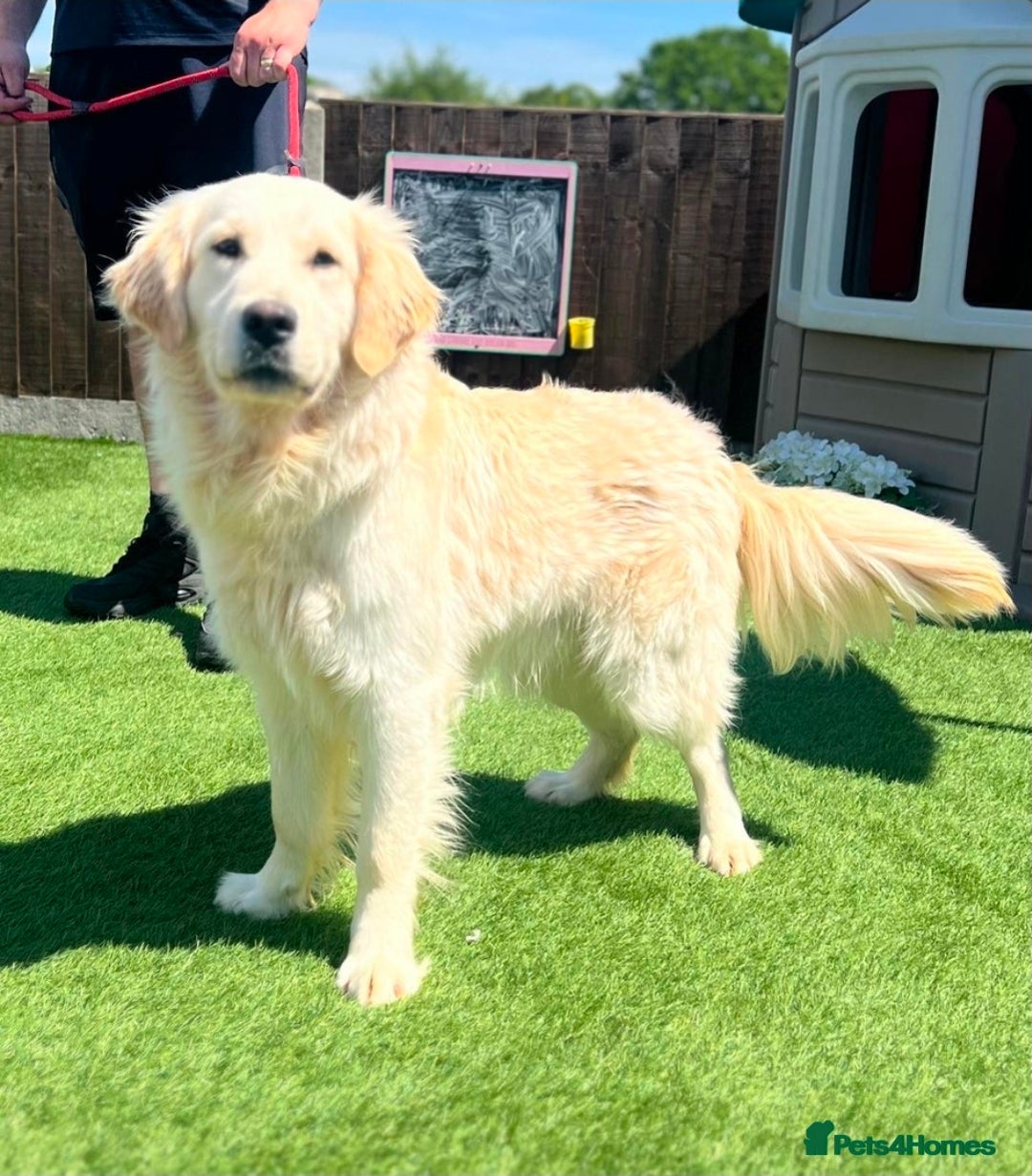 Golden Retriever dogs for sale: Beautiful Male Golden Retriever Puppy for Sale - Advert 9