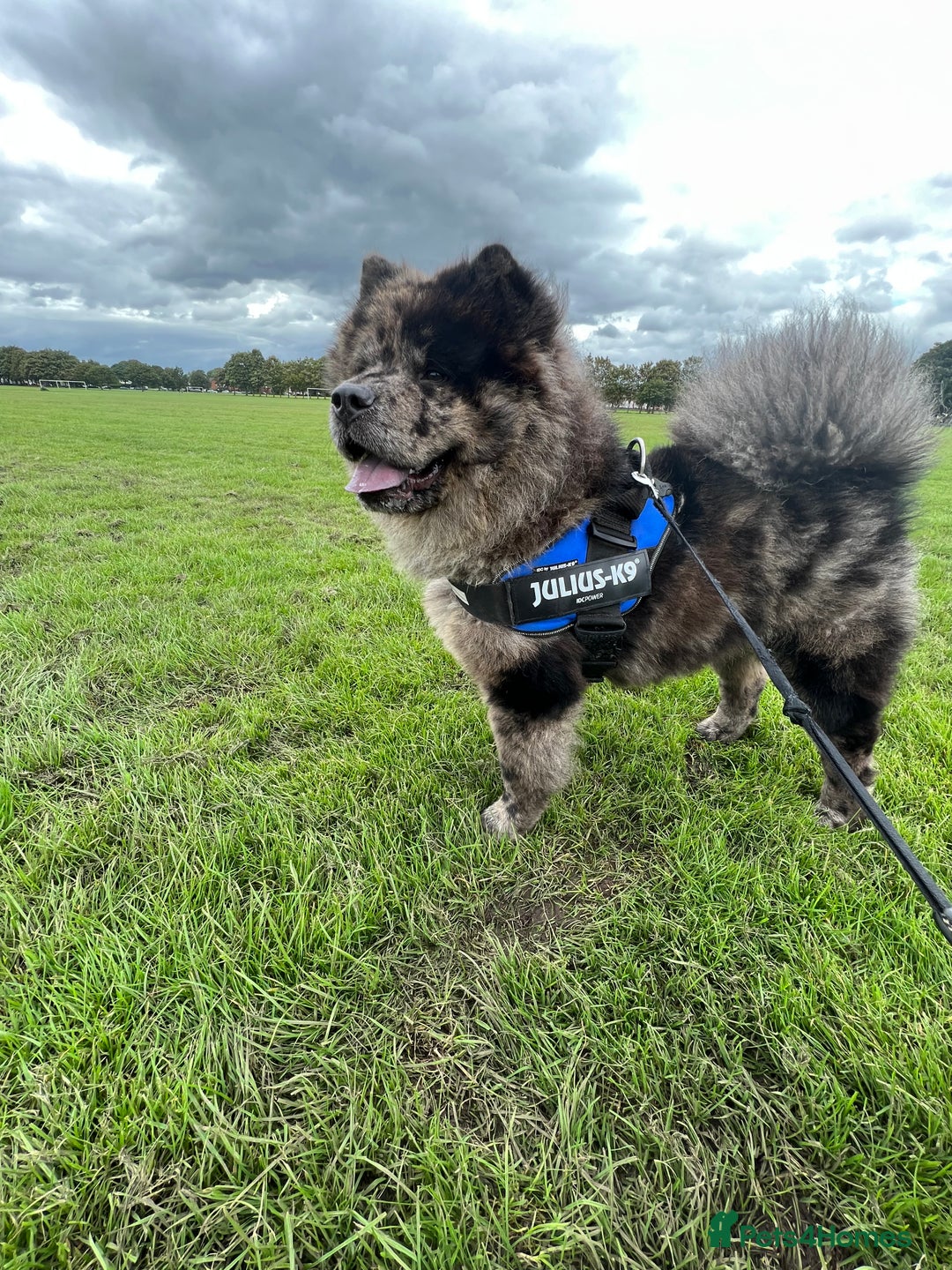 Chow Chow dogs for stud: STUD - Merl Chow Chow stud  - Advert 4