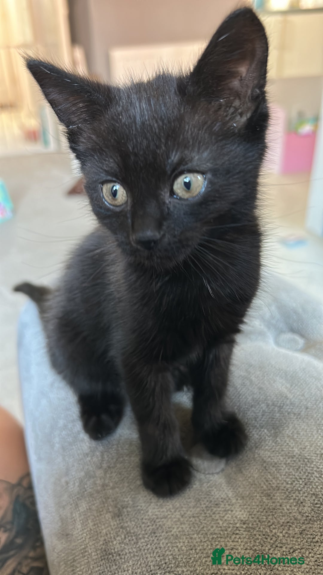 Bombay cats for sale: Female Bombay kitten comes with everything!  - Image 1