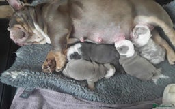 English Bulldog dogs for sale: English Bulldog puppies  - Image 3