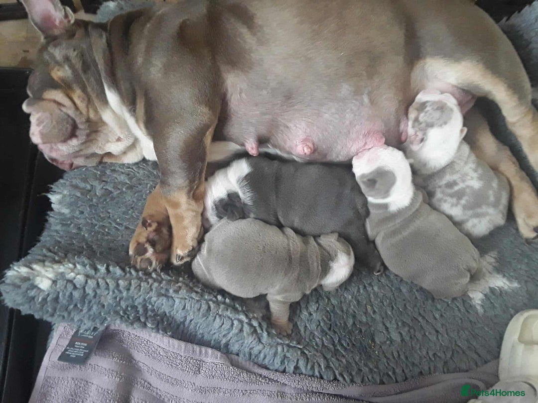 English Bulldog dogs for sale: English Bulldog puppies  - Image 3