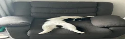Domestic Shorthair cats for sale: Male cat  in Mansfield - Advert 8
