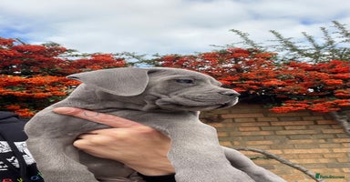 Cane Corso dogs - Advert 4