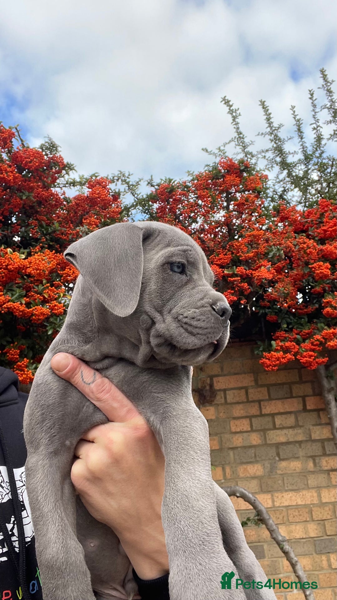 Cane Corso dogs for sale: Cane corso puppies 9 weeks old - Image 3
