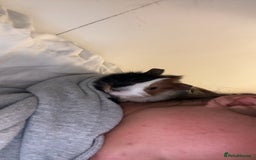 Guinea Pig rodents for sale: 2 male guinea pigs  - Image 1