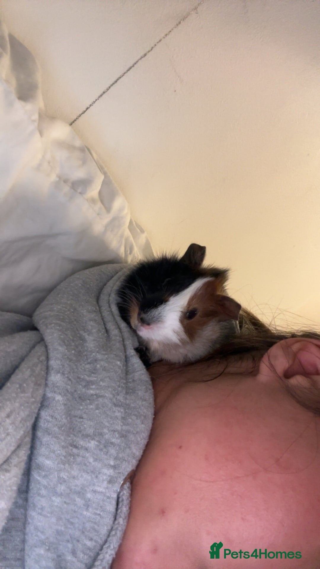 Guinea Pig rodents for sale: 2 male guinea pigs  - Image 1