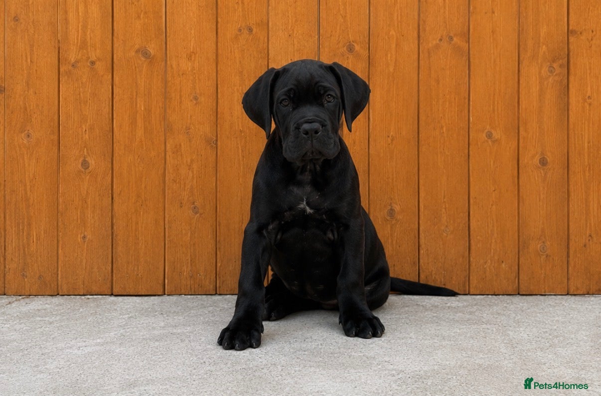 Cane Corso dogs *Ready Now* Champion Bloodline Cane Corso’s - Advert 5