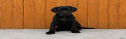 Cane Corso dogs for sale: *Ready Now* Last Girl Champion Bloodline  - Advert 4