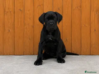 Cane Corso dogs *Ready Now* Champion Bloodline Cane Corso’s - Advert 5