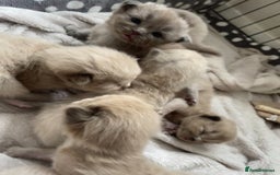 Ragdoll cats for sale: 5 Purebred kittens for SALE - Image 1