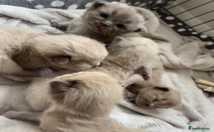 Ragdoll cats - Advert 12