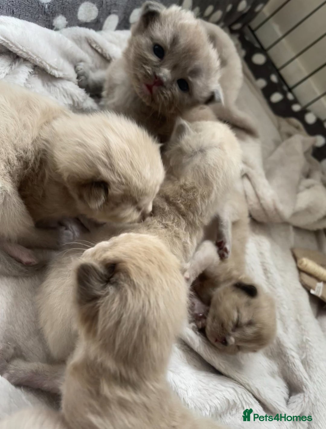 Ragdoll cats for sale: 5 Purebred kittens for SALE - Image 1