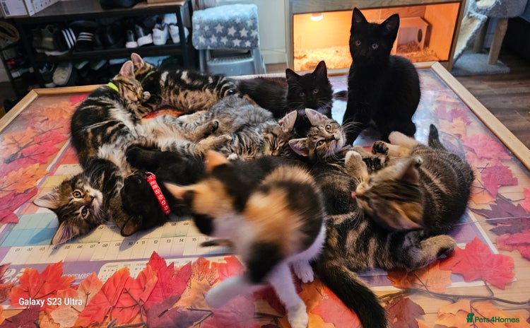 Mixed Breed cats - Advert 12