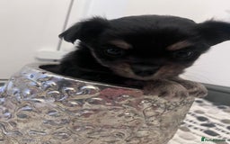 Chihuahua dogs for sale: Stunning litter of long haired Chihuahuas - Image 7