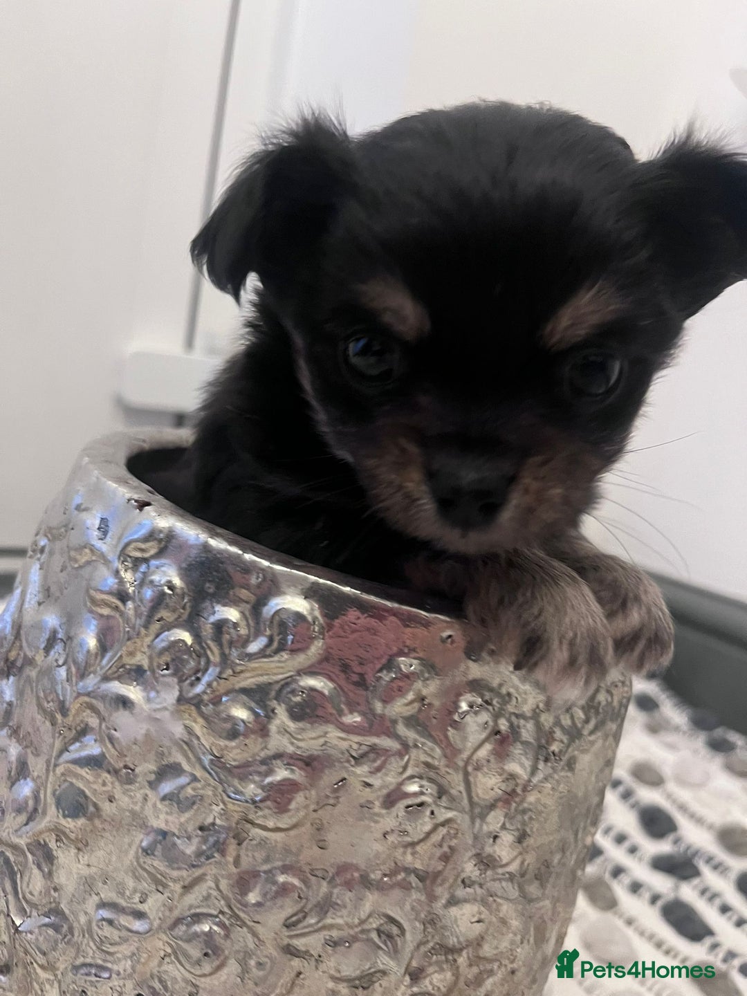 Chihuahua dogs for sale: Stunning litter of long haired Chihuahuas - Image 7
