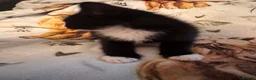 Mixed Breed cats for sale: Kittens  Domestic short hair in Worcester - Advert 28