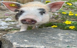 Pig livestock for sale: The adorable Lottie is desperately needing a home  - Image 1