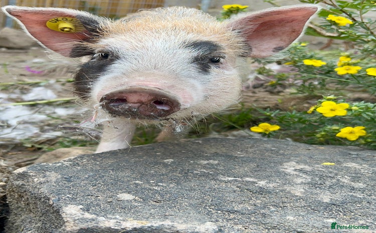 Pig livestock - Advert 1