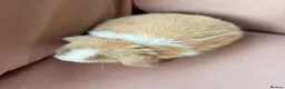 Mini Lop rabbits for sale: Pure mini lop bunnies reared indoors  - Advert 9