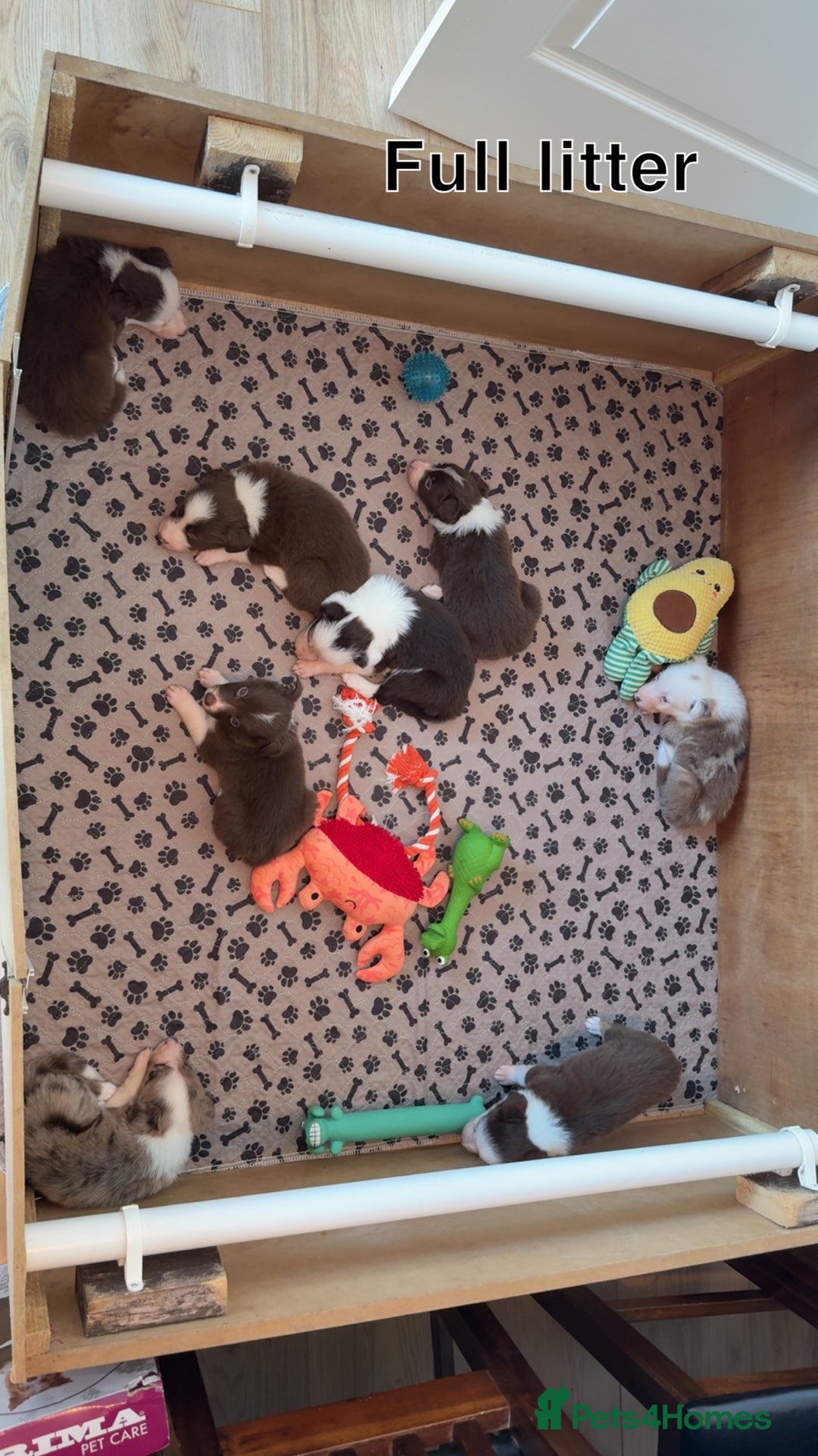 Border Collie dogs for sale: BEAUTIFUL BORDER COLLIE PUPPIES - Image 9