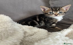 British Shorthair cats for sale: Two litters. 3 tabbies 4 fluffy black and white - Image 6