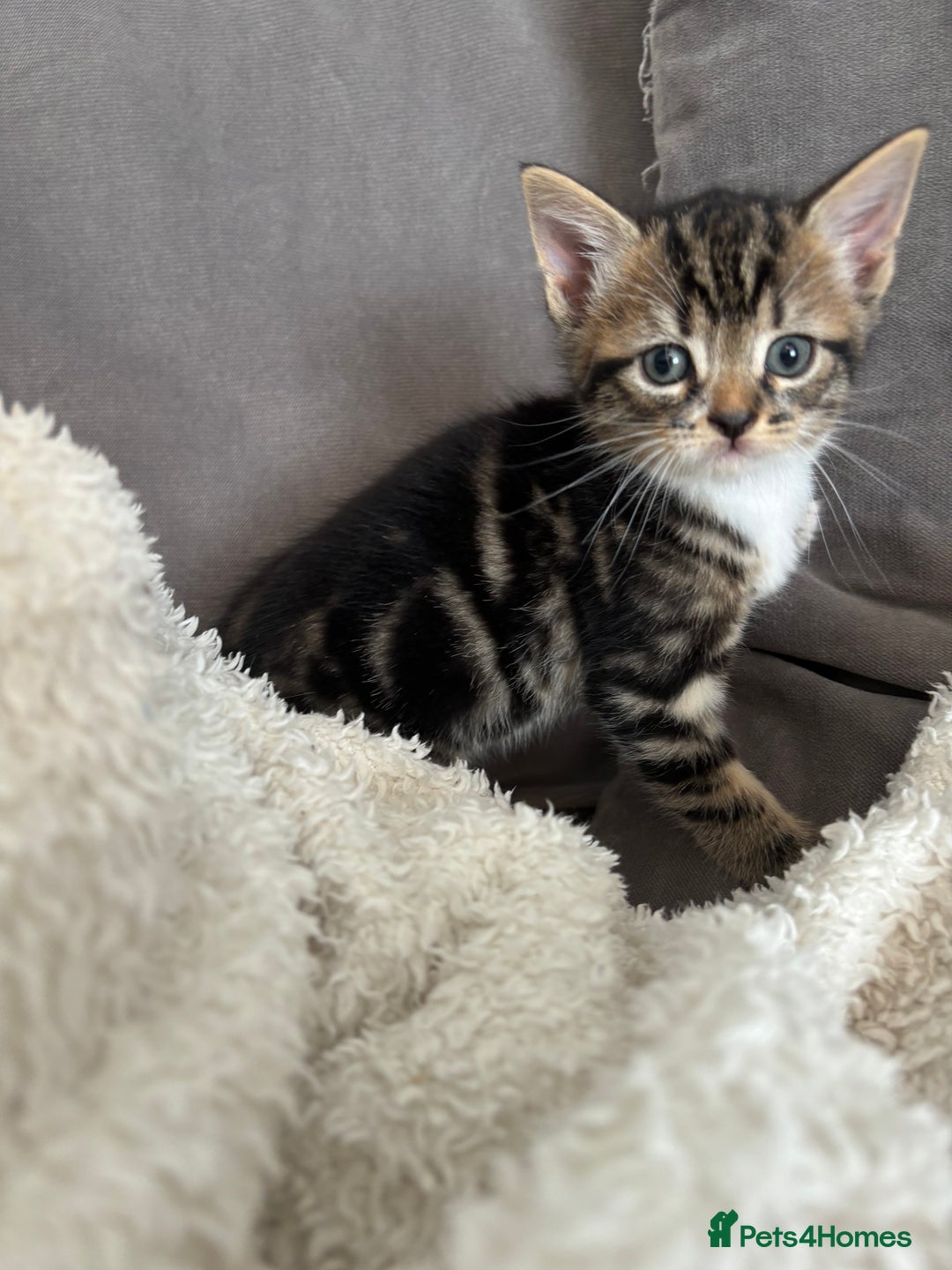British Shorthair cats for sale: Two litters. 3 tabbies 4 fluffy black and white - Image 6