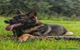 German Shepherd dogs for sale: Looking for good home for my boy Thorn - Image 7