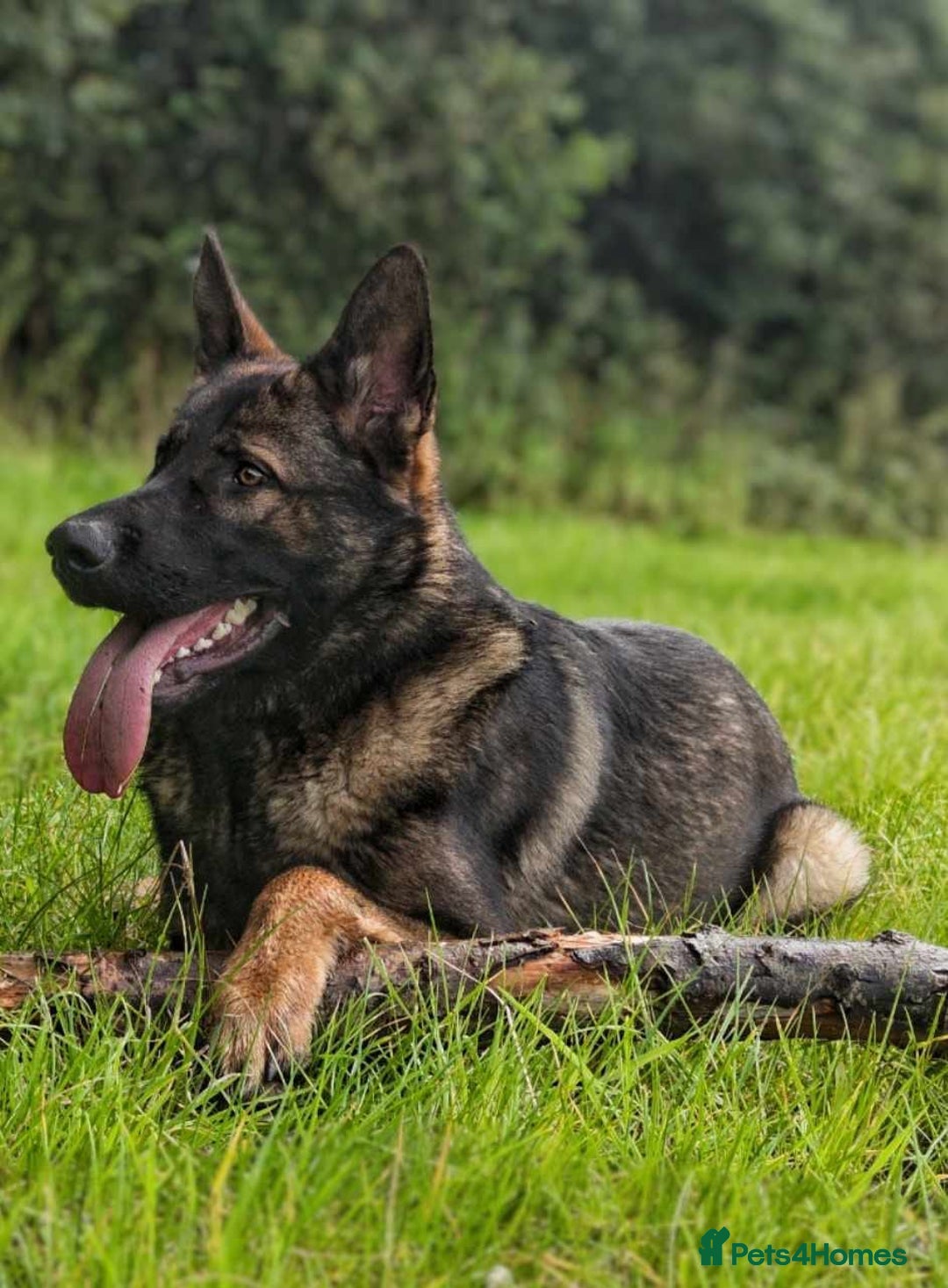 German Shepherd dogs for sale: Looking for good home for my boy Thorn - Image 7