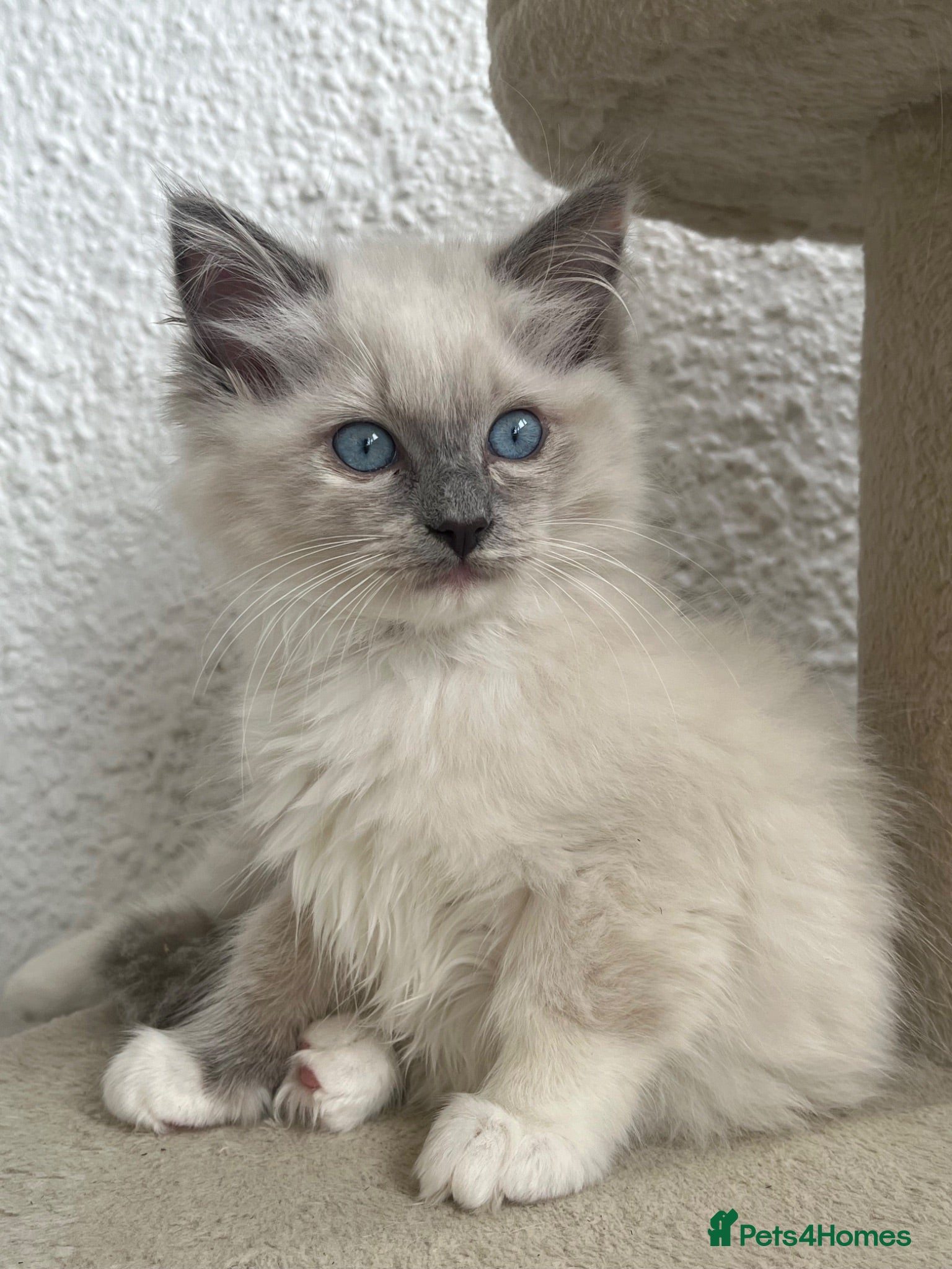 Ragdoll cats Blue Tortie Point Mitted Ragdoll Kittens - Advert 1