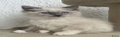 Ragdoll 1 (Teddie)