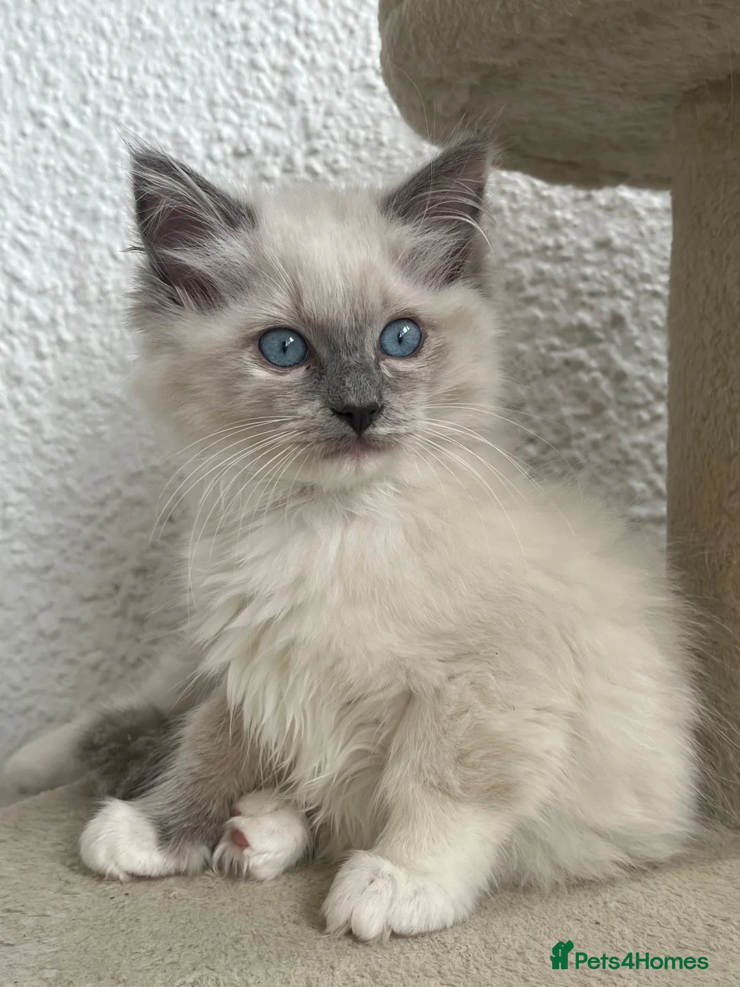 Ragdoll cats for sale: Blue Tortie Point Mitted Ragdoll Kittens in Haddington - Advert 1