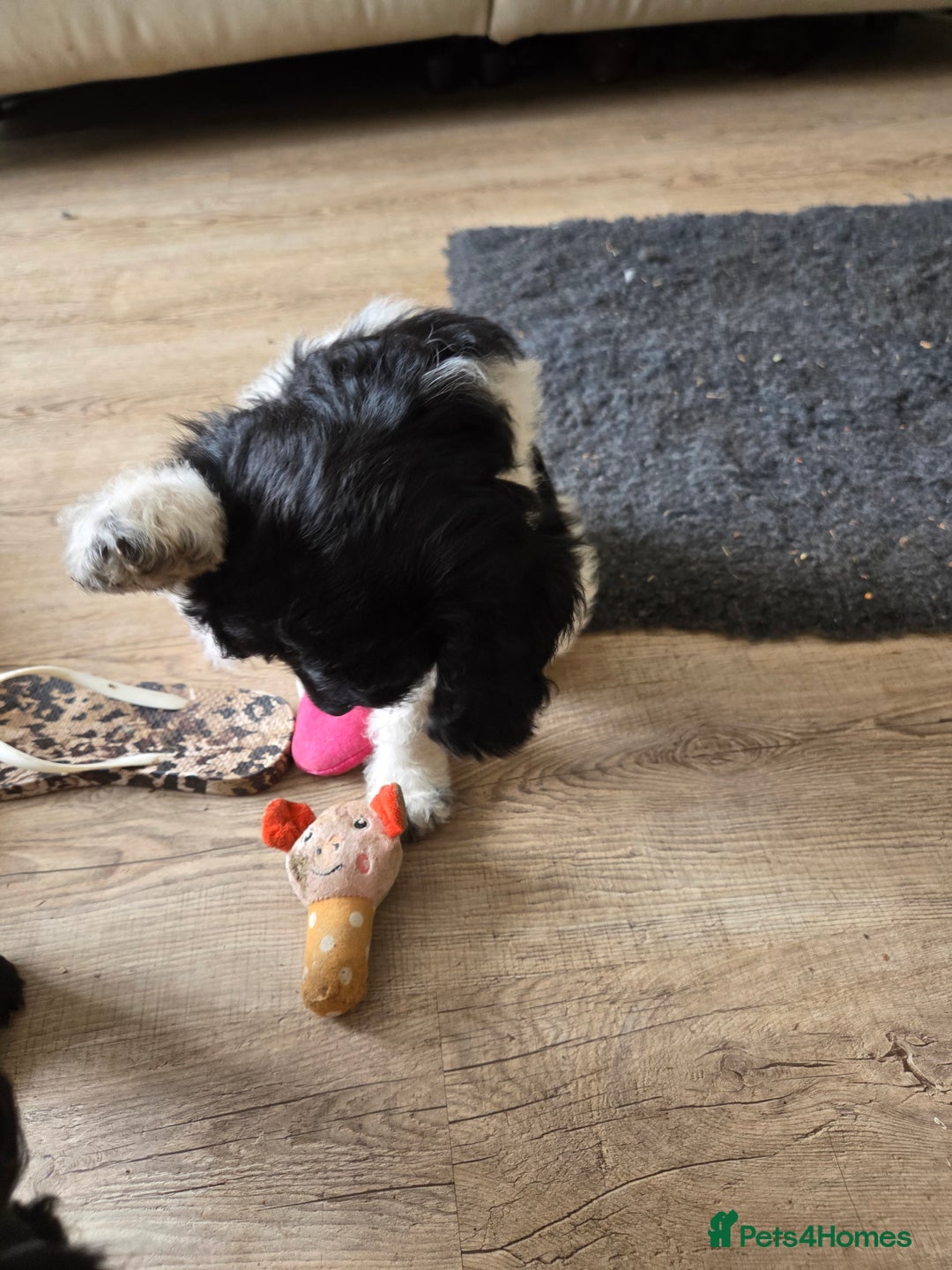 Sproodle dogs for sale: Beautiful litter of F2 Sproodles  - Image 2