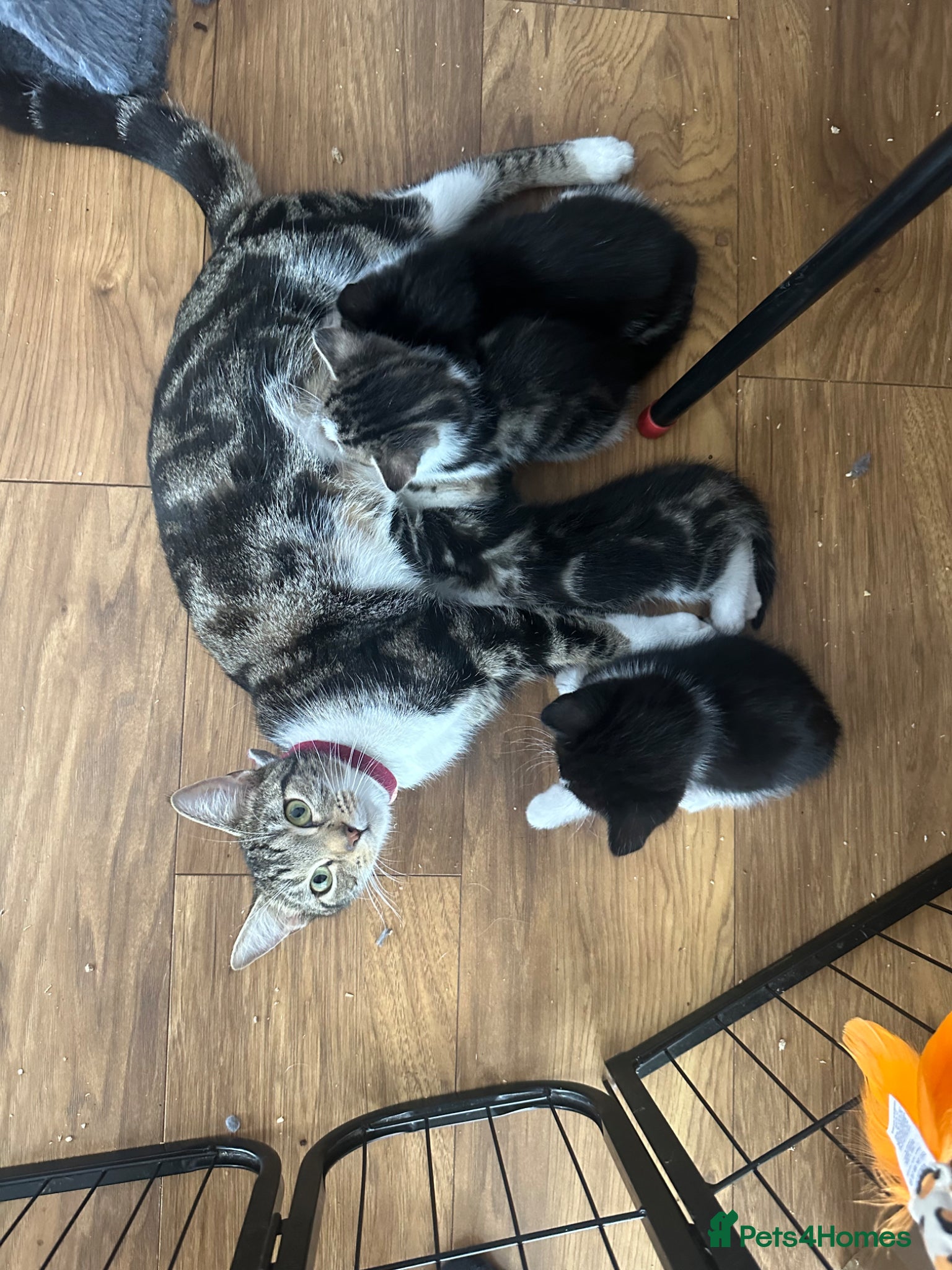 Mixed Breed cats Mixed breed kittens - Advert 9