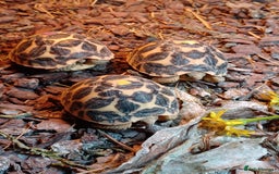 Tortoise reptiles for sale: INDIAN STAR BABIES UK BRED JULY 2025 - Image 4
