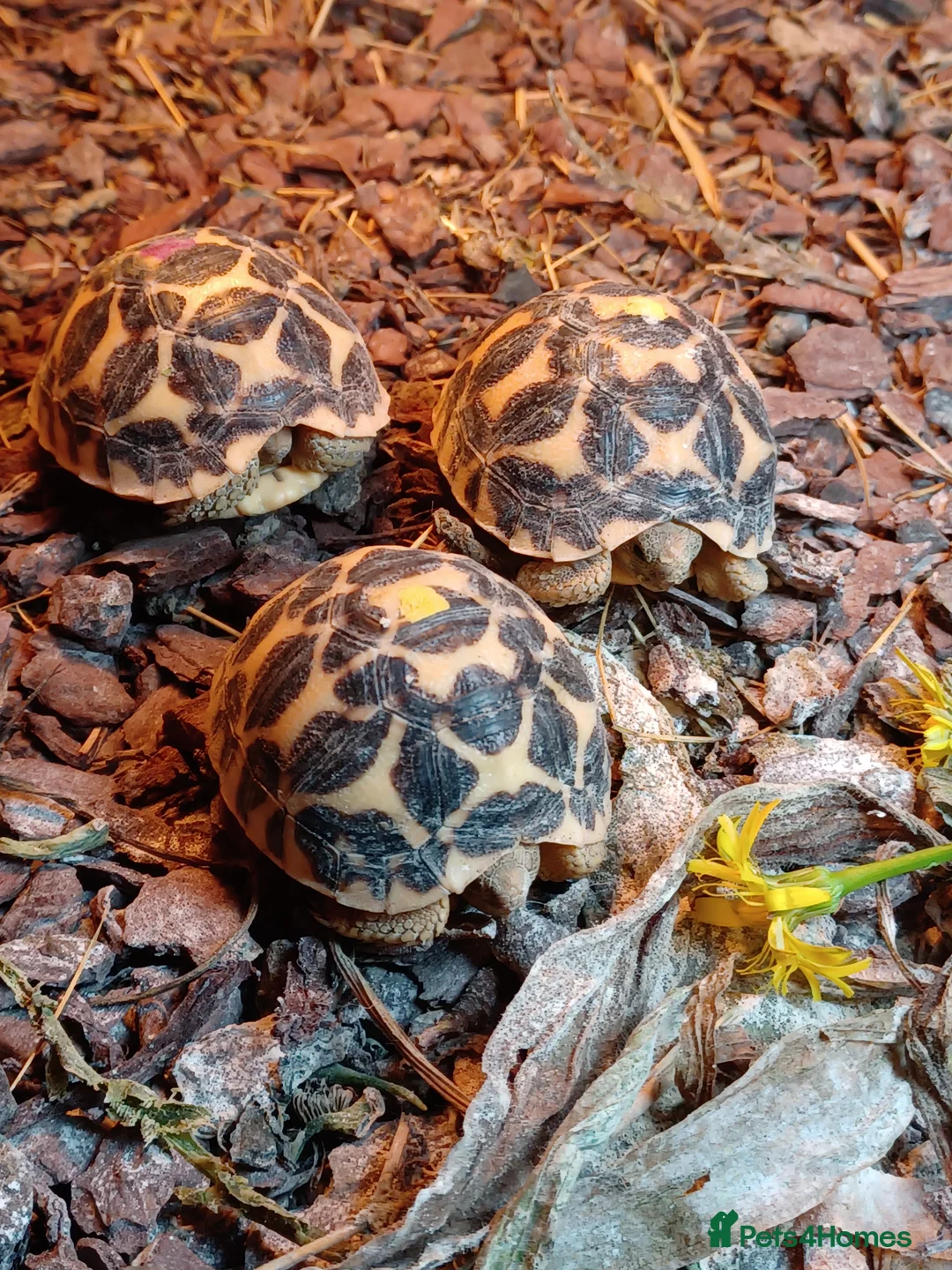 Tortoise reptiles for sale: INDIAN STAR BABIES UK BRED SEPTEMBER 2025 - Advert 4
