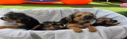 Mixed Breed dogs for sale: Borderpoo vet checked, 1st cross puppies - Advert 14