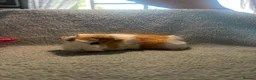Guinea Pig rodents for sale: Beautiful girls handsomr boys - Advert 20