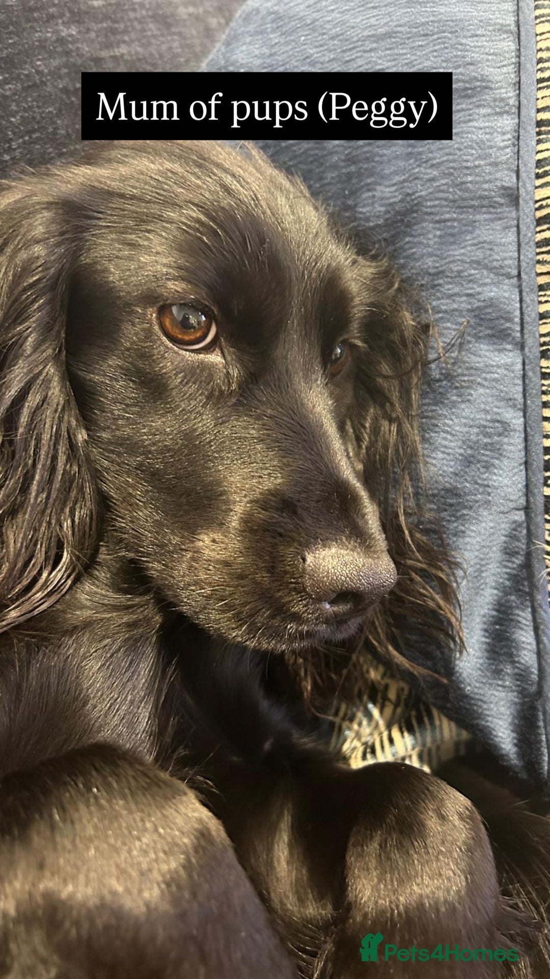 Cocker Spaniel dogs for sale: Working cocker spaniels - EXCELLENT BLOODLINE - Image 4