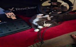 Mixed Breed cats for sale: Perdoll x maincoon x - Image 4