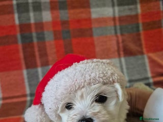 Bichon Frise dogs Bichon Frise - Advert 2