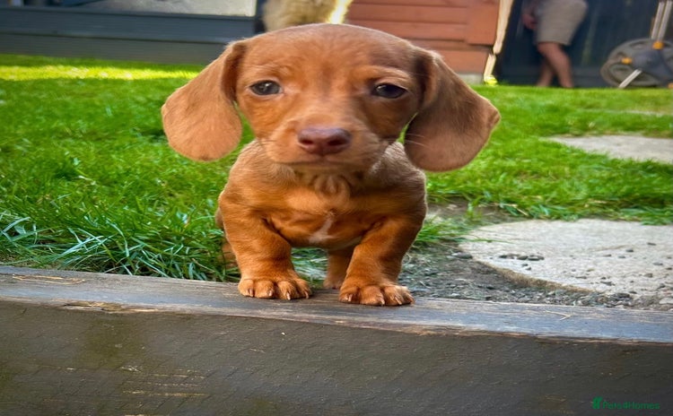 Miniature Dachshund dogs - Advert 1